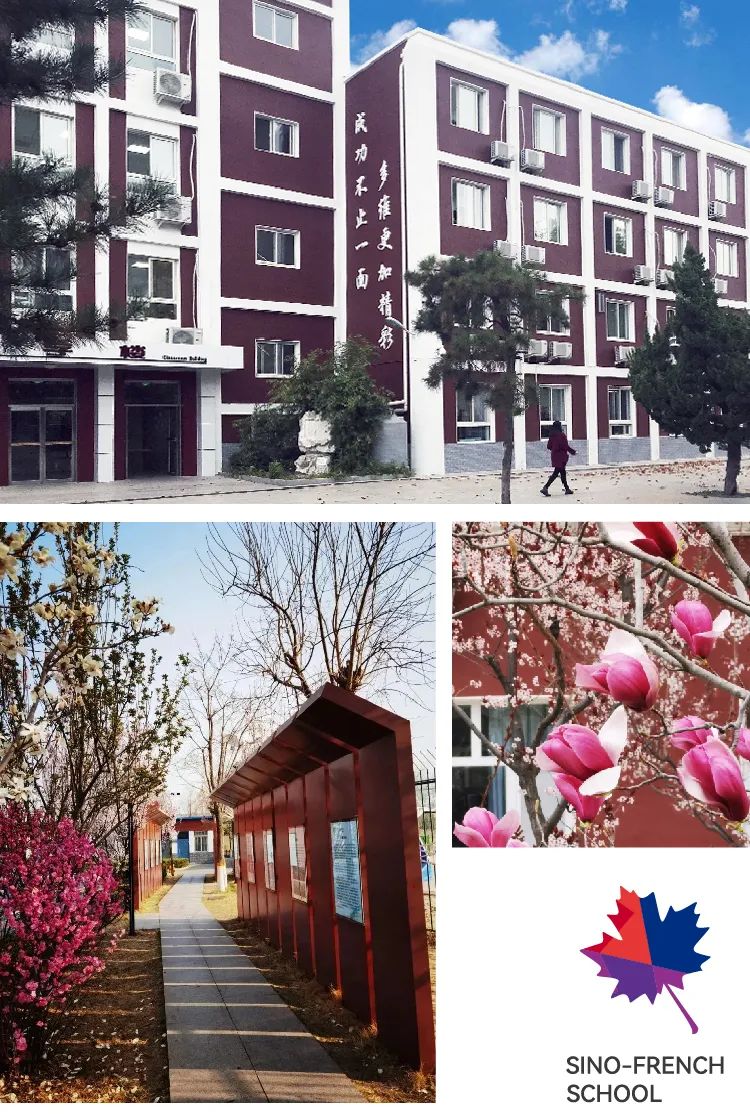 北京中法实验学校校园环境拼图 教学楼梧桐长廊与花木
