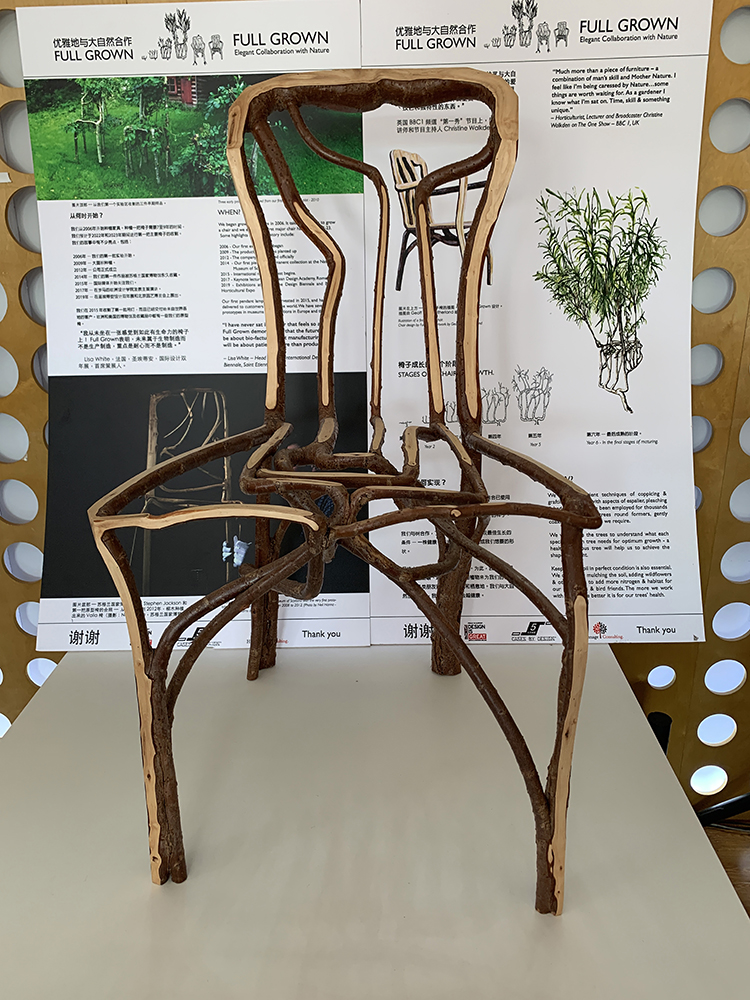 世园会设计展板,生长成型的树木座椅创意作品,展现植物造物的设计巧思