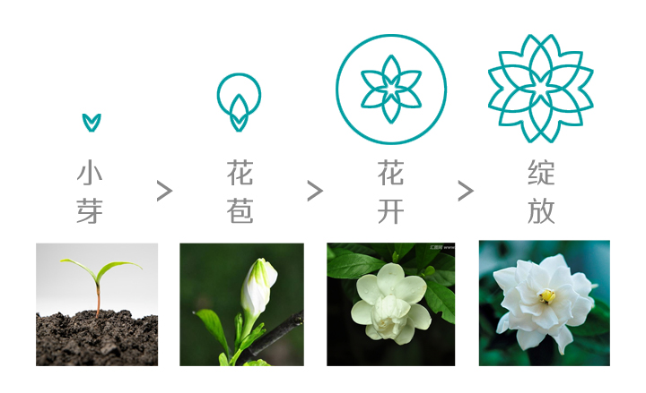 知子花标志图形演变推导，小芽到花苞花开绽放四阶段与栀子花实景，锦连环教育品牌标志设计